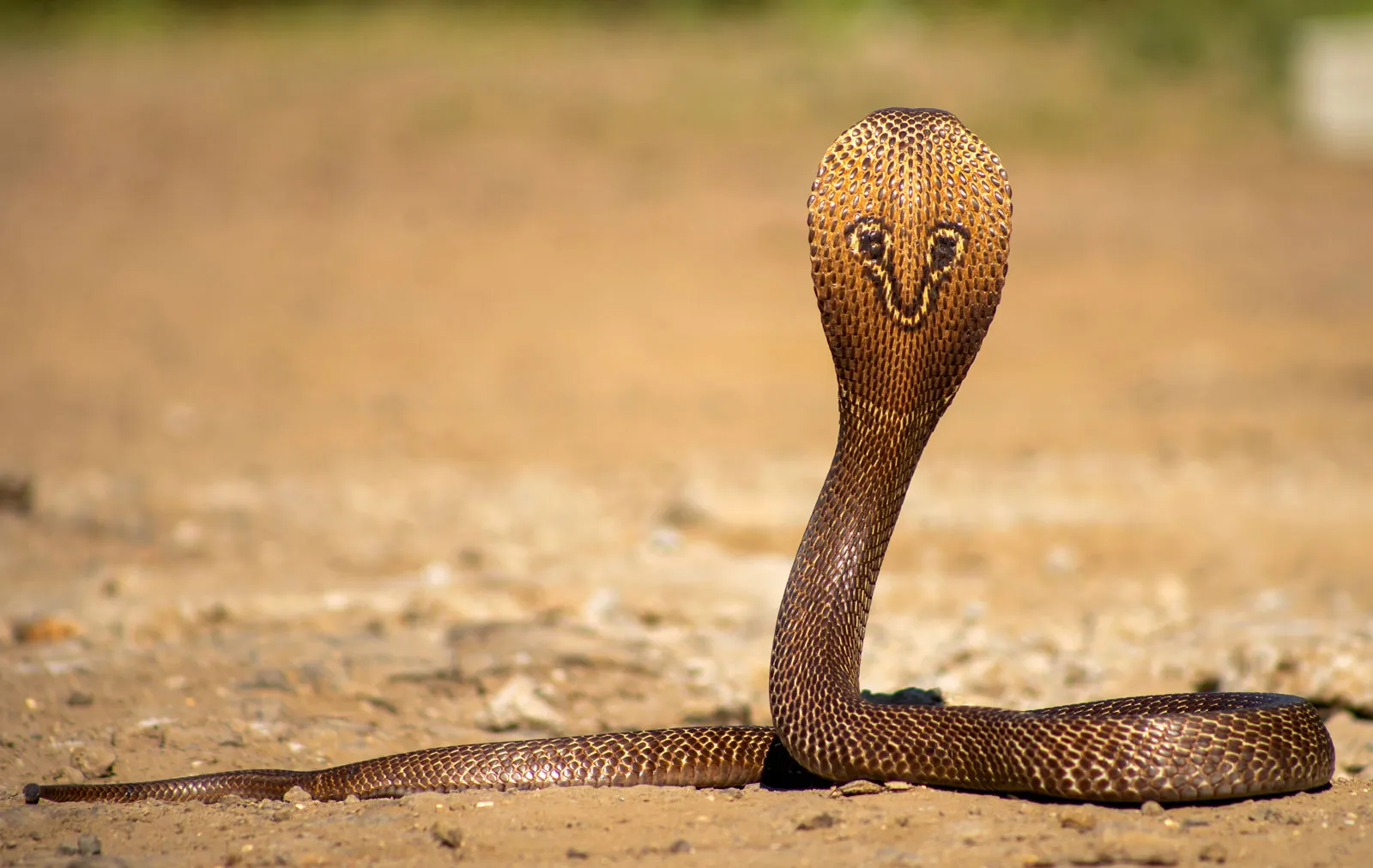 Pasted image 20260829012021.png | 200